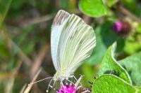 Pieris mannii