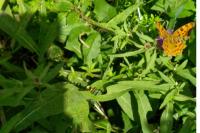 Polygonia c-album