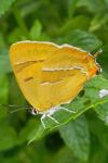 Thecla betulae