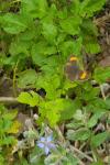 Thecla betulae