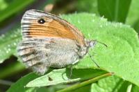 Coenonympha pamphilus