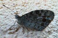 Lasiommata maera