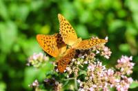 Argynnis paphia