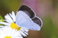 Celastrina argiolus