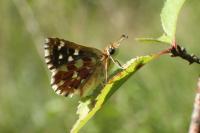 Spialia sertorius