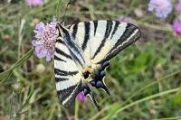 Iphiclides podalirius