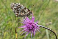 Melitaea phoebe