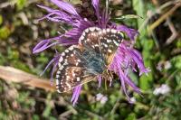 Spialia sertorius