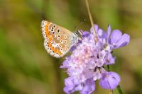 Aricia agestis