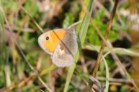 Coenonympha pamphilus