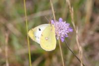 Colias hyale/alfacariensis