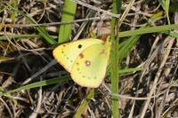 Colias hyale/alfacariensis