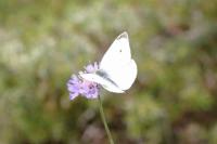 Pieris rapae