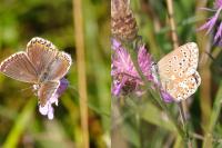 Lysandra bellargus