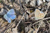 Lysandra bellargus