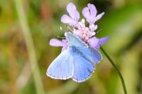 Polyommatus icarus