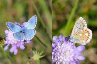 Lysandra bellargus