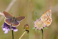 Lysandra bellargus