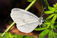 Leptidea sinapis/juvernica
