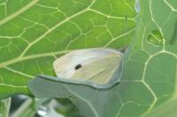 Pieris brassicae