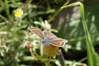 Aricia agestis
