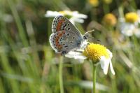 Aricia agestis