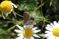 Polyommatus icarus