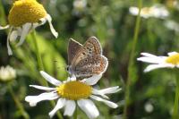 Polyommatus icarus