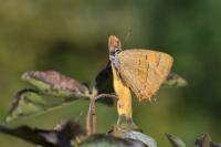 Thecla betulae