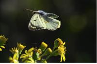 Colias alfacariensis