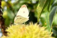 Pieris mannii