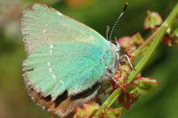 Callophrys rubi