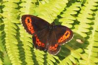 Erebia ligea
