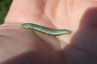 Anthocharis cardamines