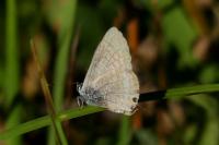 Lampides boeticus