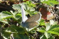Polyommatus icarus