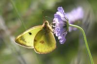 Colias