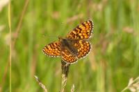 Melitaea phoebe