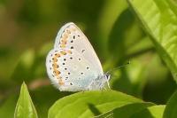Plebejus argyrognomon