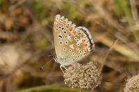 Lysandra bellargus