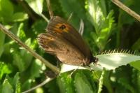 Erebia medusa