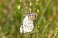 Aporia crataegi