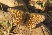 Melitaea cinxia