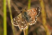 Spialia sertorius