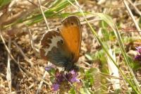 Coenonympha arcania