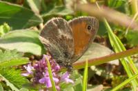 Coenonympha pamphilus