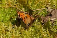 Nymphalis polychloros