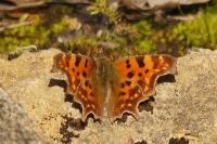Polygonia c-album