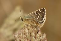 Pyrgus alveus/armoricanus