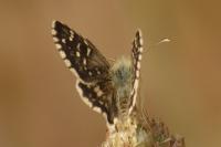 Pyrgus alveus/armoricanus